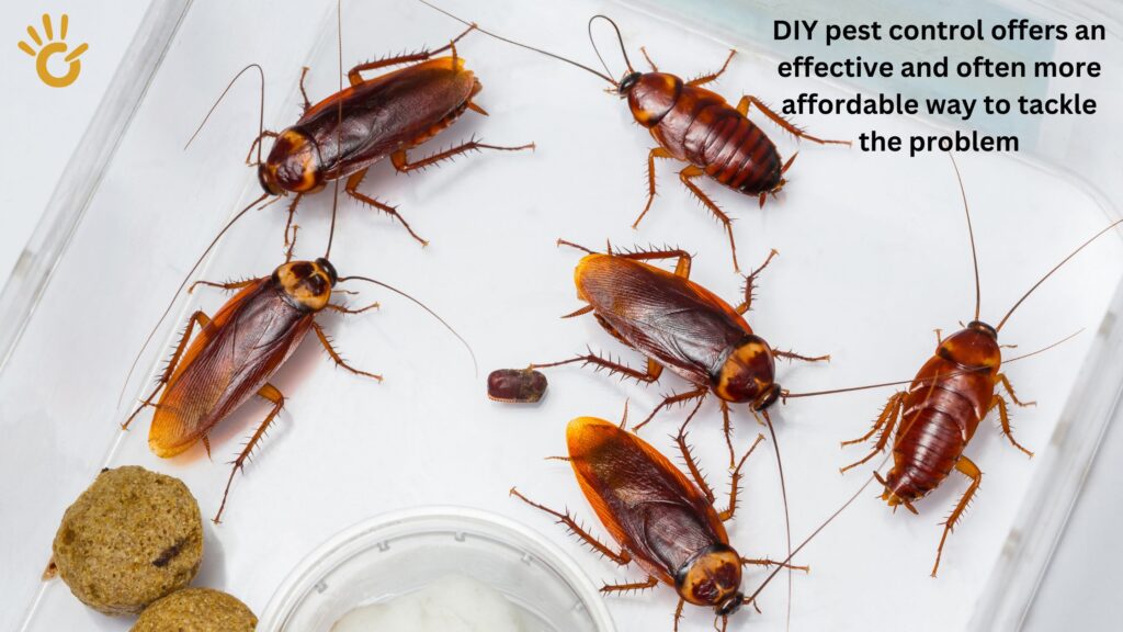 DIY pest control offers an effective and often more affordable way to tackle the problem